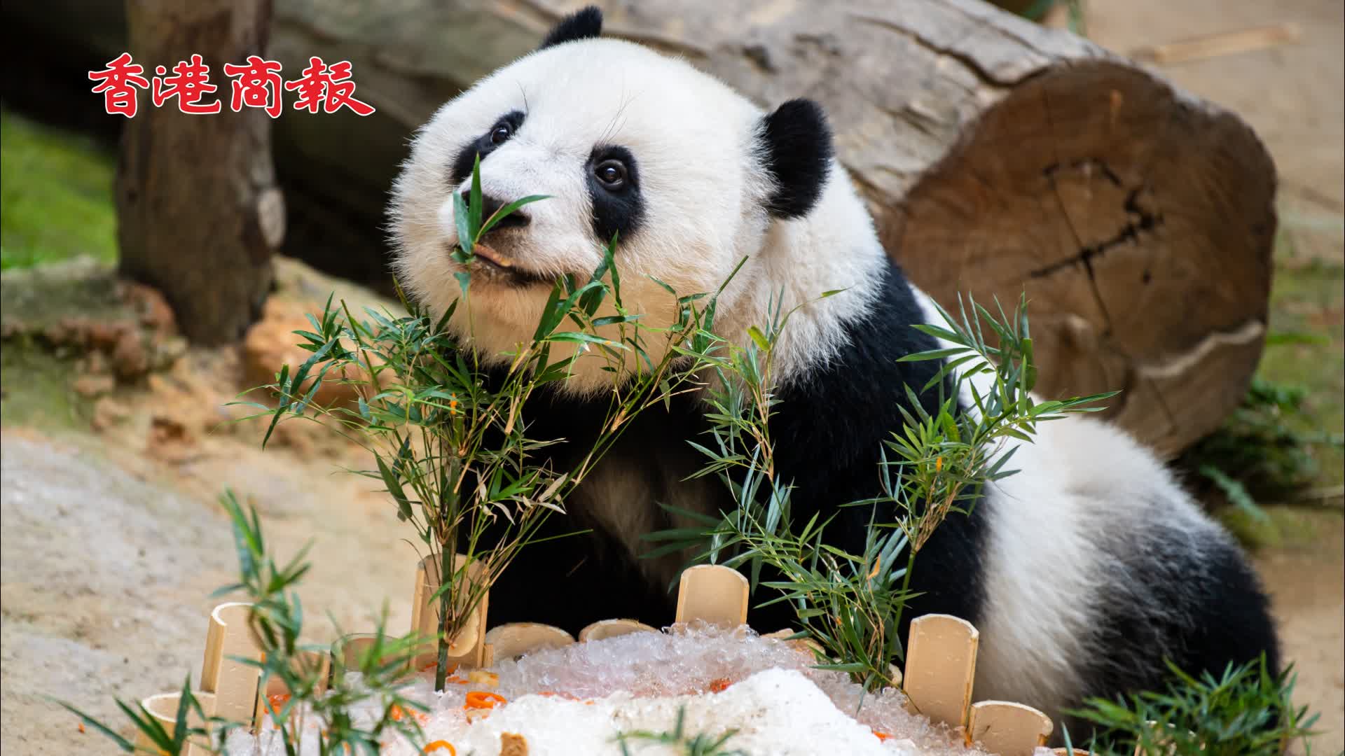 有片｜大熊貓「誼誼」迎來5歲生日 動物園準備豐盛生日宴