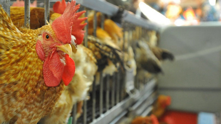 本港暫停進口法國朗德省禽肉及禽類產品