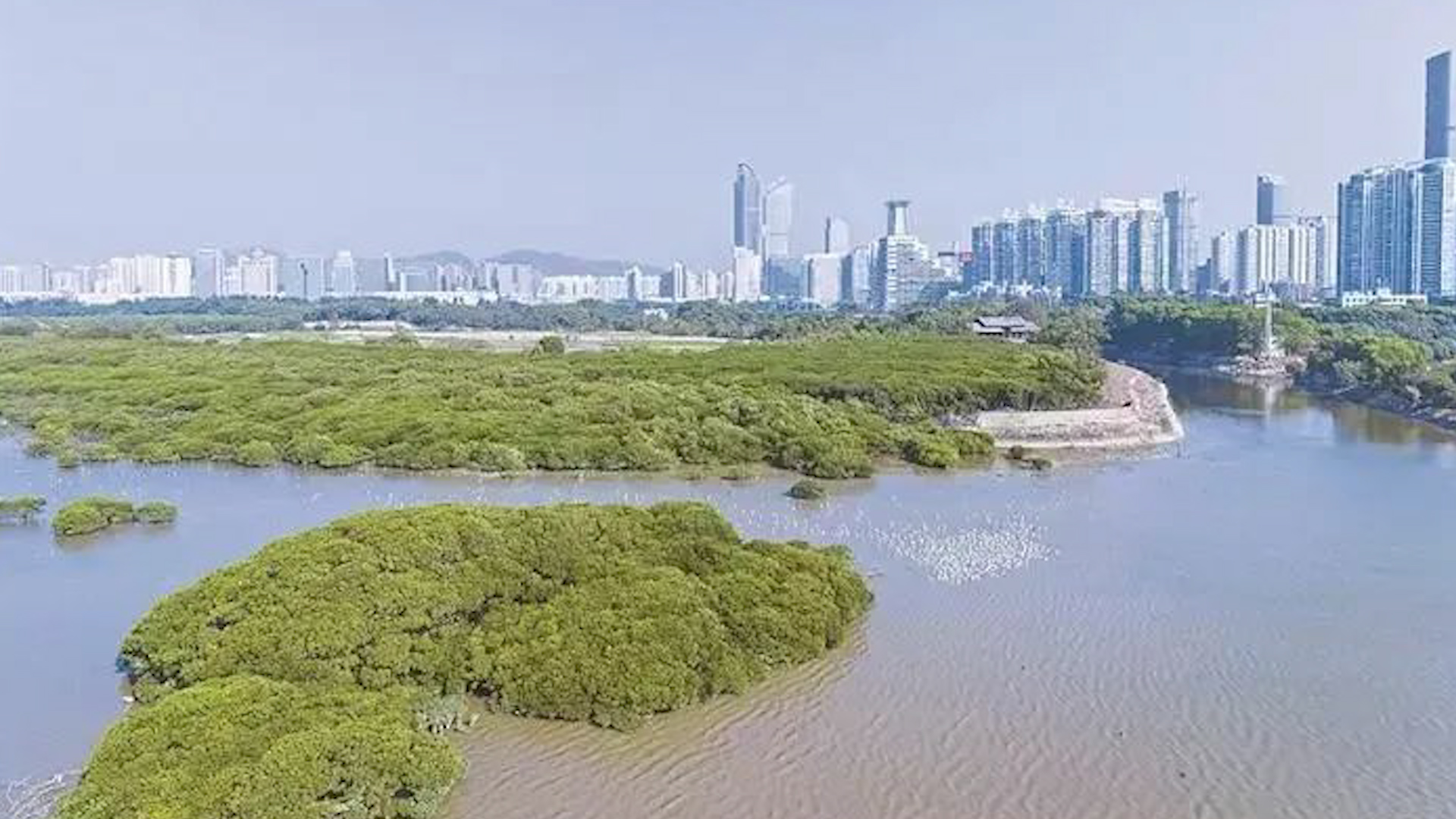 有片丨深圳福田紅樹林濕地入選國際重要濕地名錄