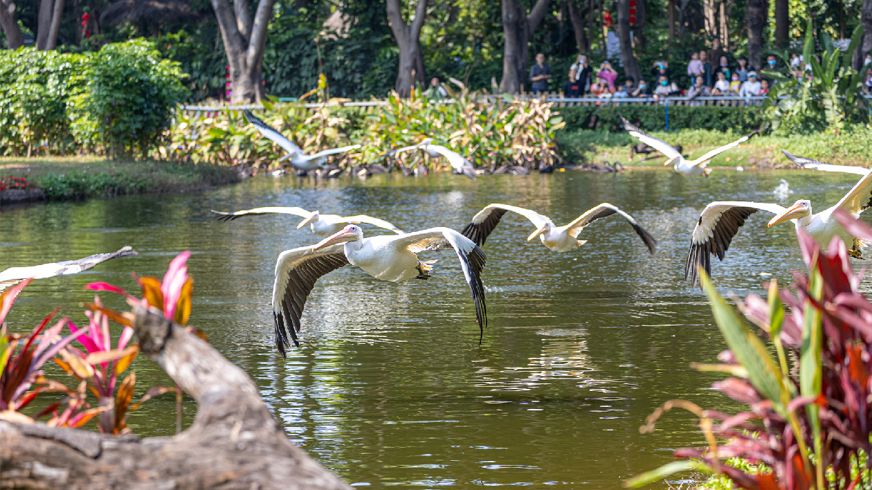 世界濕地日 在長隆飛鳥樂園感受生態靈動之美