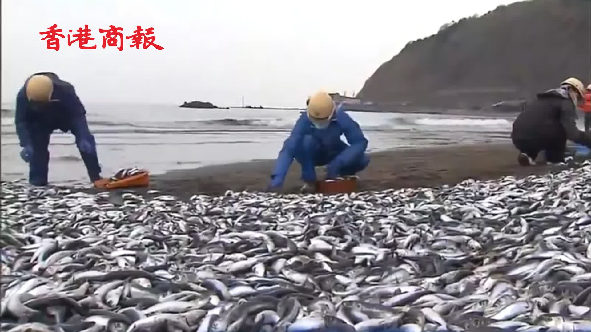 有片 | 日本一沙灘驚現大量死亡沙丁魚 當地居民：80年從未見過