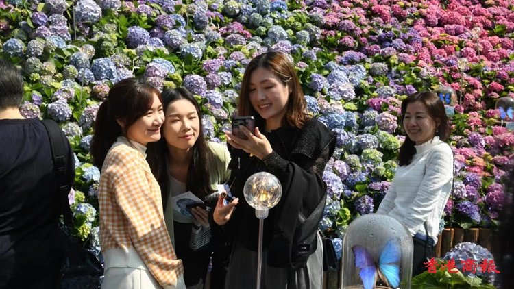 圖集 | 香港花卉展覽開鑼 繡麗綻放幸福滿載