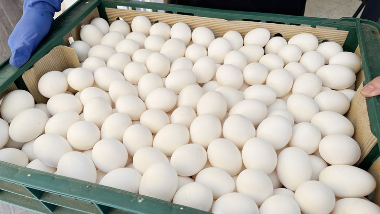 台灣雞蛋專案進口維持到年底