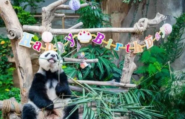 馬來西亞5月將送別「誼誼」和「升誼」兩隻大熊貓回中國