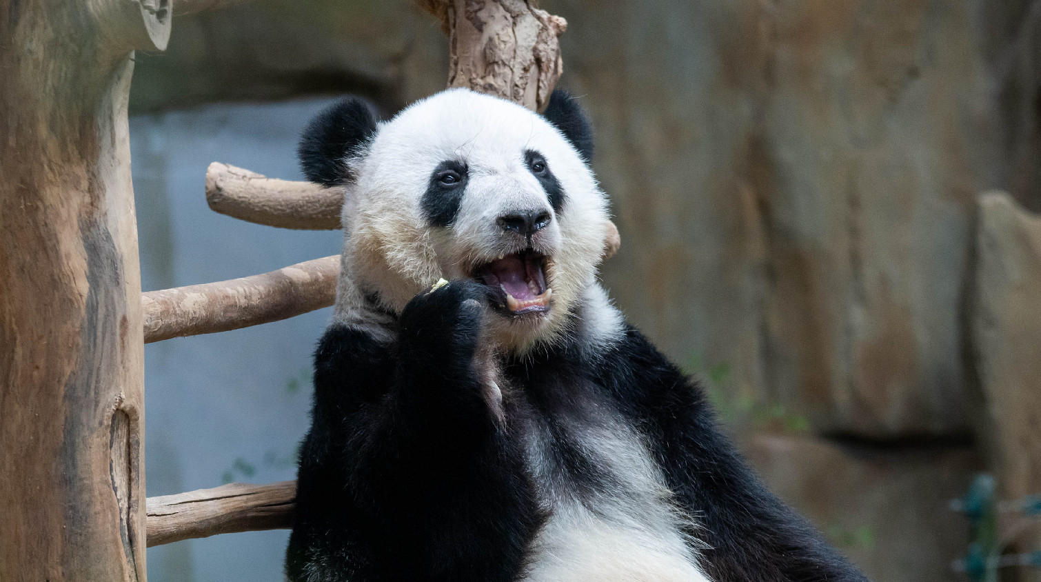 圖集｜馬來西亞出生的大熊貓「誼誼」「升誼」要回來了