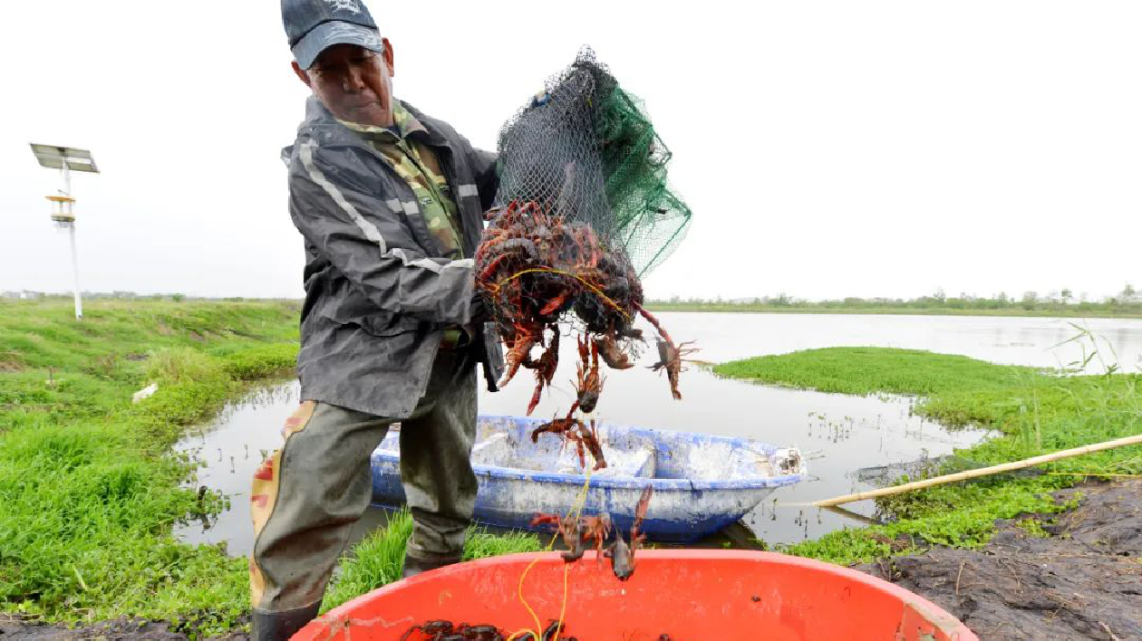  安徽巢湖：首批小龍蝦搶「鮮」上市