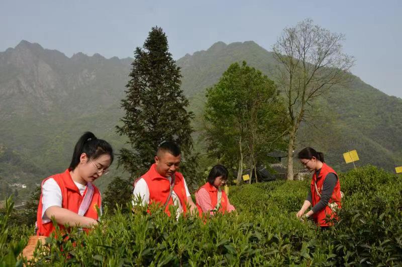 皖黃山區：「助茶先鋒團」 護航茶農增收