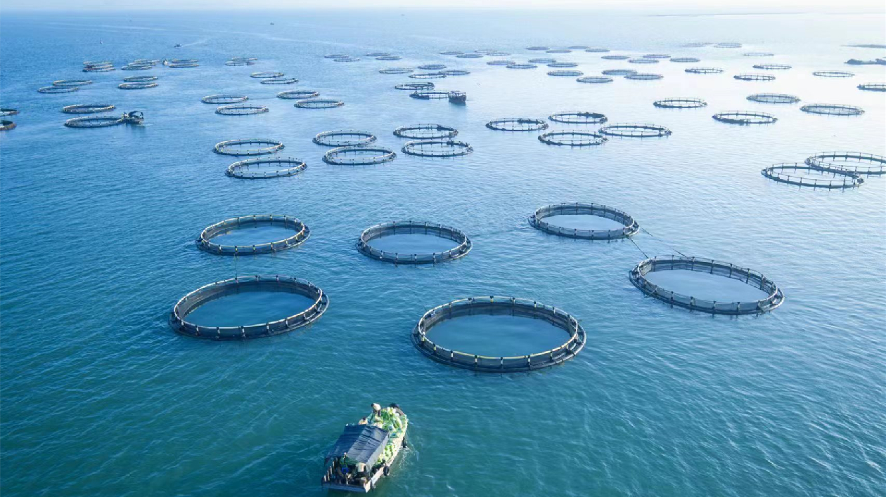 【看稅收·走基層 系列報道之四】廣東：十年春風護航海洋漁業深耕「藍色糧倉」