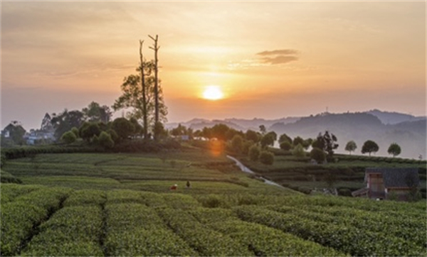 雅安名山：茶旅融合 助推新時代鄉村振興發展