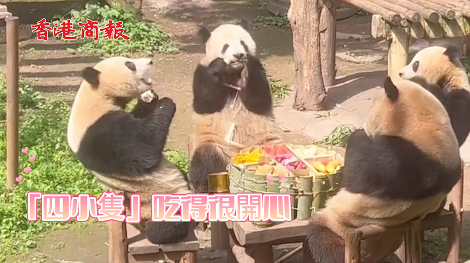 有片 | 重慶熊貓當然要吃重慶「九宮格火鍋」啦！