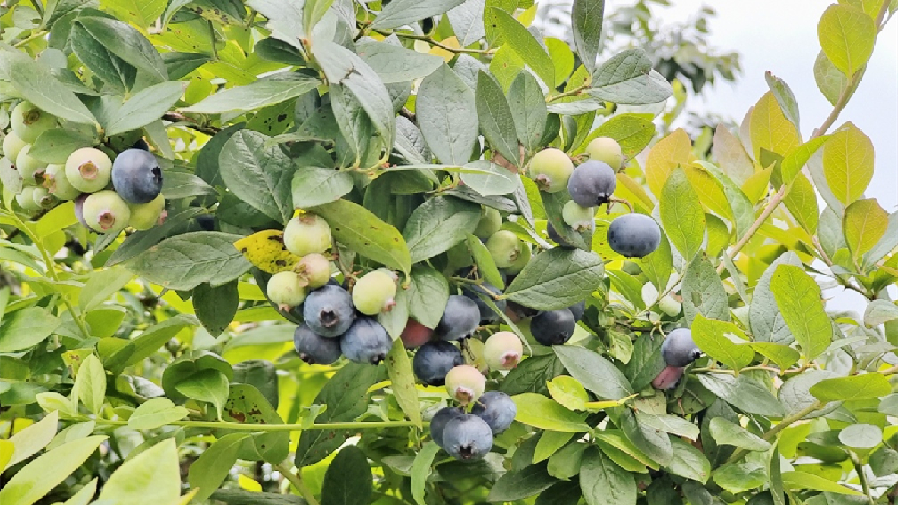 廣東南雄700畝藍莓喜獲豐收 首屆「藍莓節」助力鄉村振興