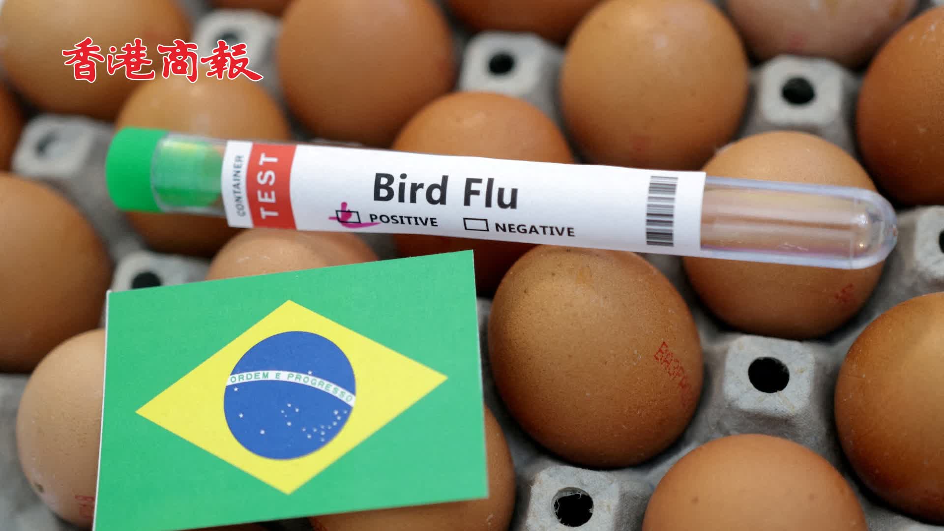 有片｜ 巴西宣布進入動物衛生緊急狀態 應對高致病性禽流感