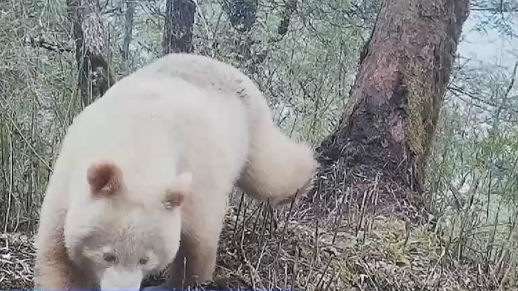 國寶「卸妝」什麼樣？罕見白色野生大熊貓完整影像首公開