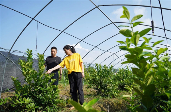 安徽巢湖：檸檬引種栽培技術研究達國內先進水平