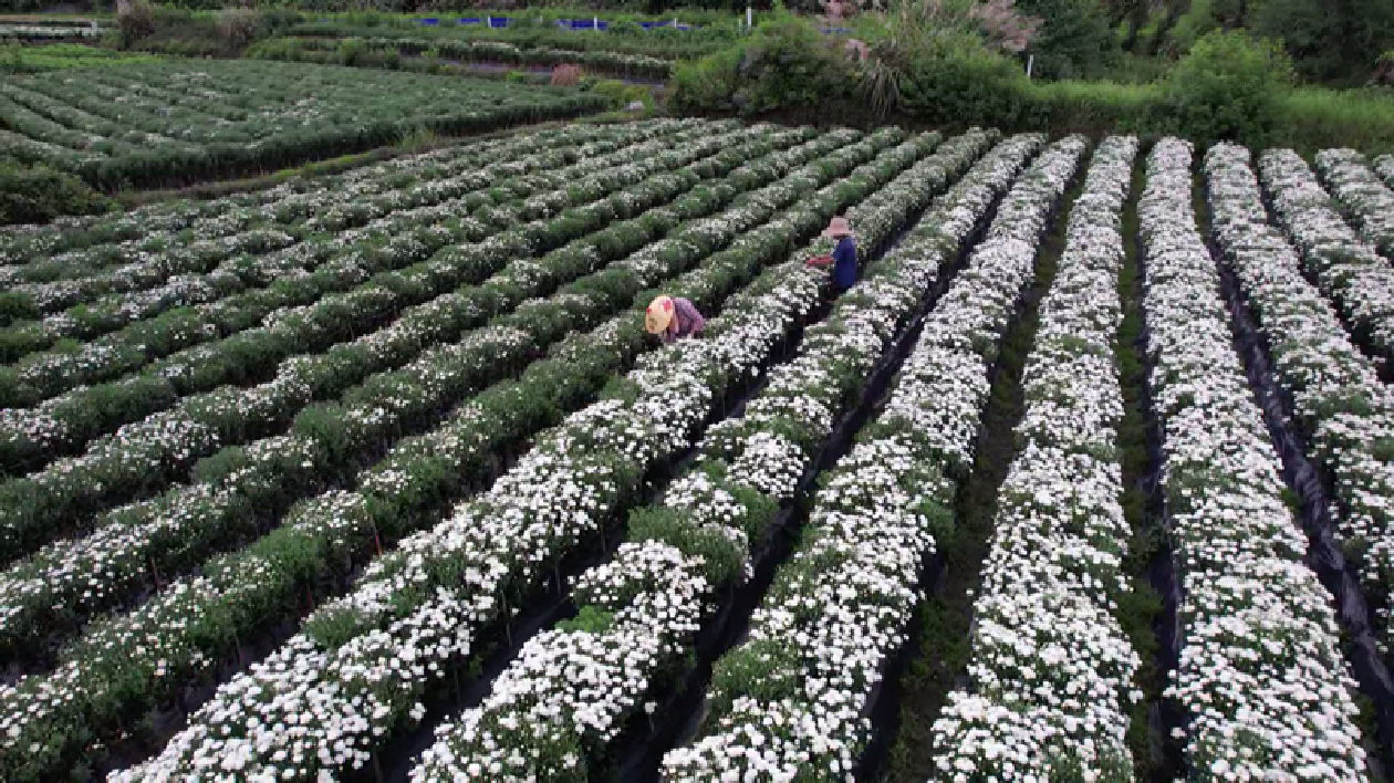 皖休寧縣：「七月菊」喜獲豐收