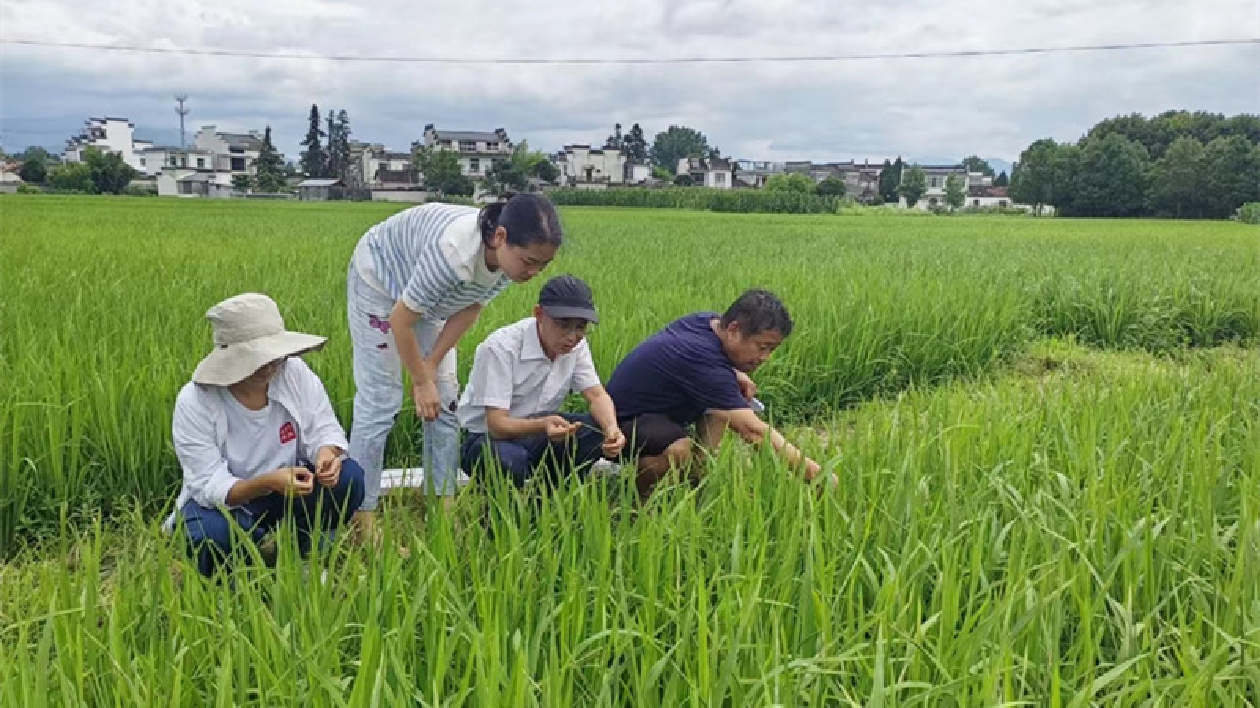 皖黟縣：科技賦能水稻綠色防控