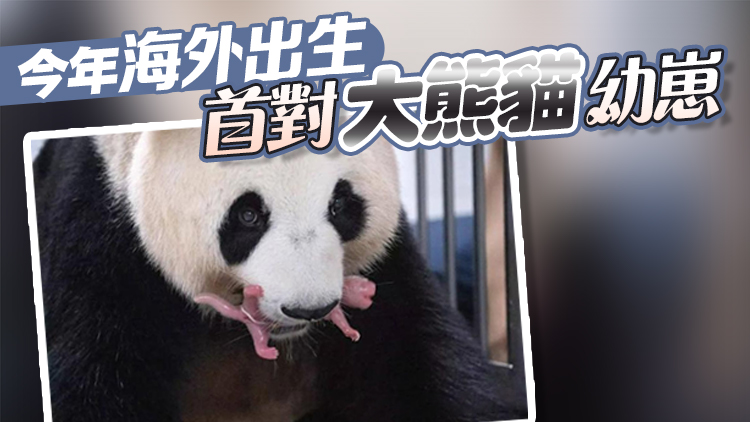 有片 | 旅韓大熊貓「華妮」喜誕雙胞胎