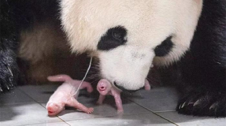 旅韓大熊貓「愛寶」誕雙胞胎 外交部：暖心的好消息