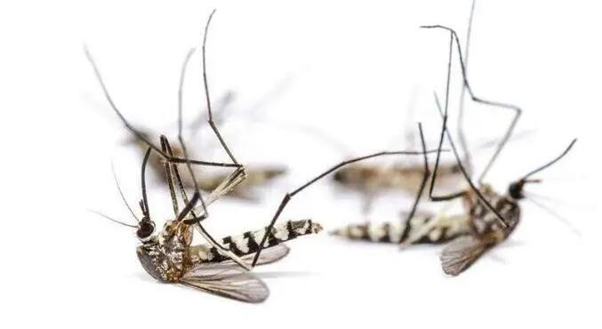 美國培育出對瘧原蟲免疫的轉基因蚊子