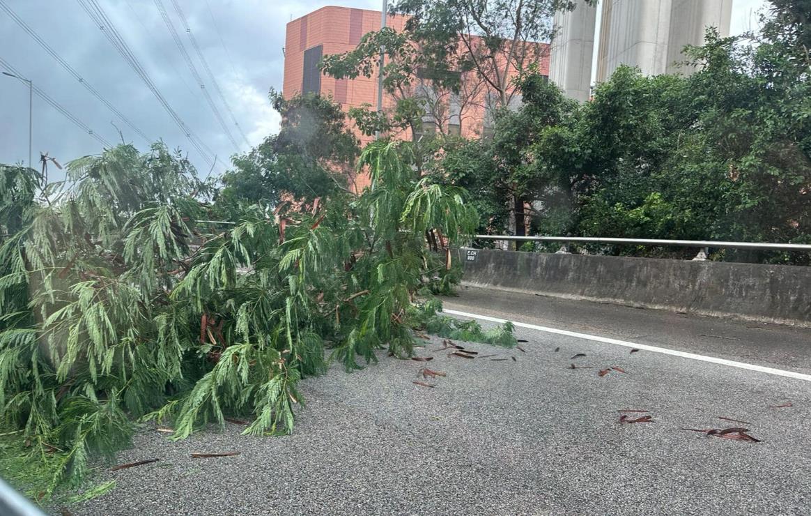 泰利襲港丨政府收55宗塌樹報告 9人風暴期間受傷求診