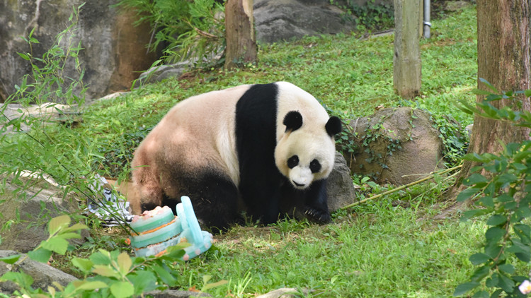 旅美大熊貓「美香」迎來25歲生日