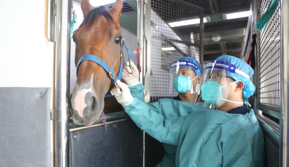 深圳海關保障香港馬會跨境賽馬常態化運行五周年