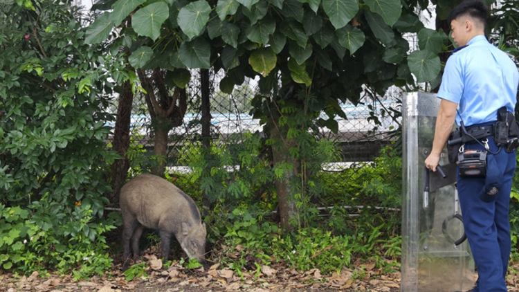 火炭野豬傷人 漁護署：前年至今人道處理540頭野豬