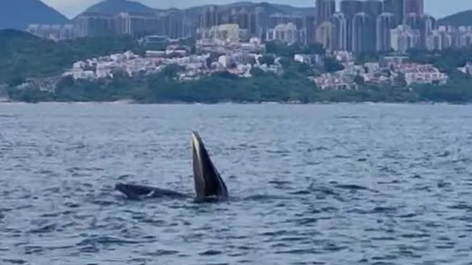 布氏鯨誤闖西貢「客死異鄉」！小鯨魚來港19日都經歷了什麼？