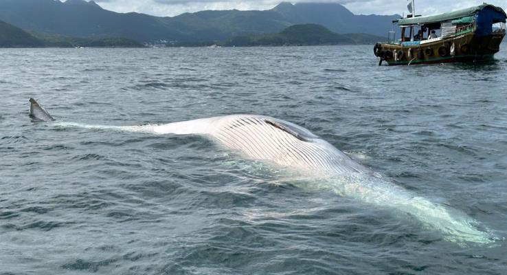 西貢鯨魚死亡丨世界自然基金會倡劃保護區 船隻進入需限速