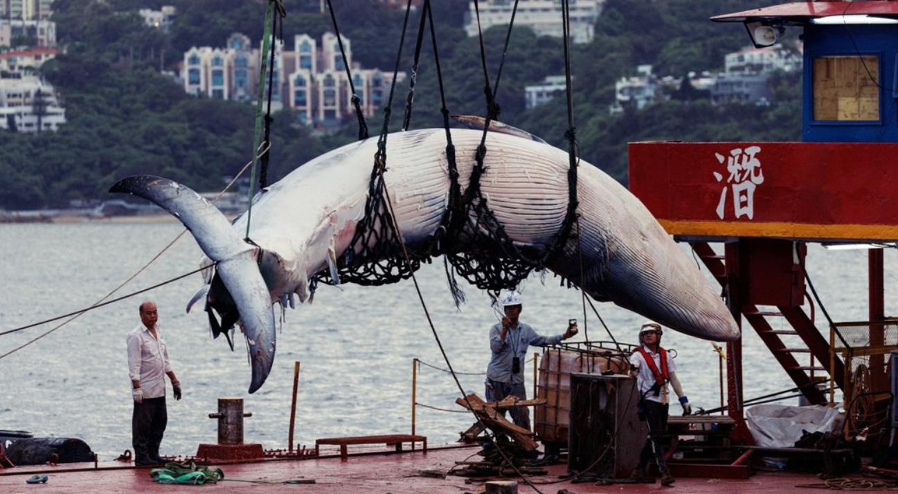 西貢鯨屍完成初步解剖 部分樣本送外地化驗