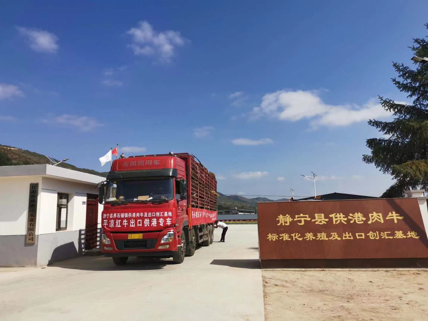 甘肅靜寧供港肉牛養殖基地接續發力 鄉村振興「牛勁」十足