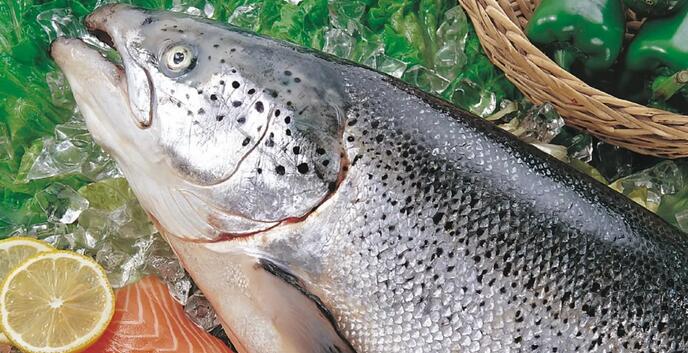挪威海產局：中國成為挪威冰鮮三文魚亞洲最大出口市場