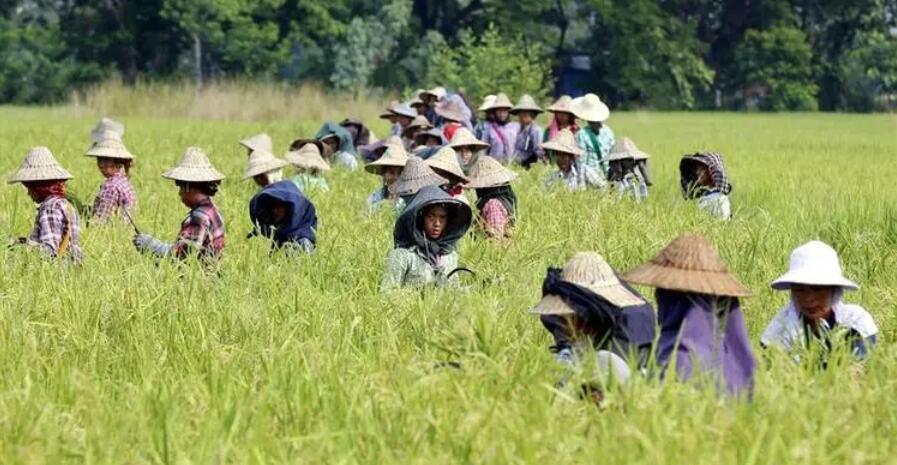 為穩定國內米價 緬甸計劃月底起限制大米出口