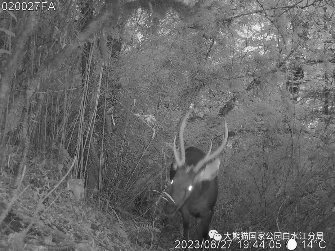 甘肅白水江保護區發現新記錄物種——水鹿