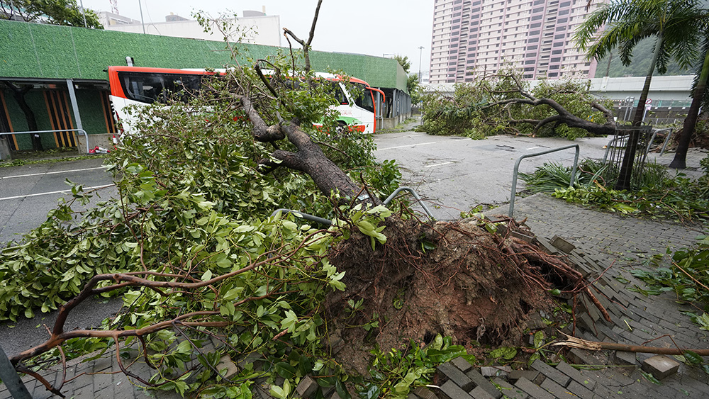 【追蹤報道】截至下午4時 風暴期間88人受傷 1545宗塌樹報告