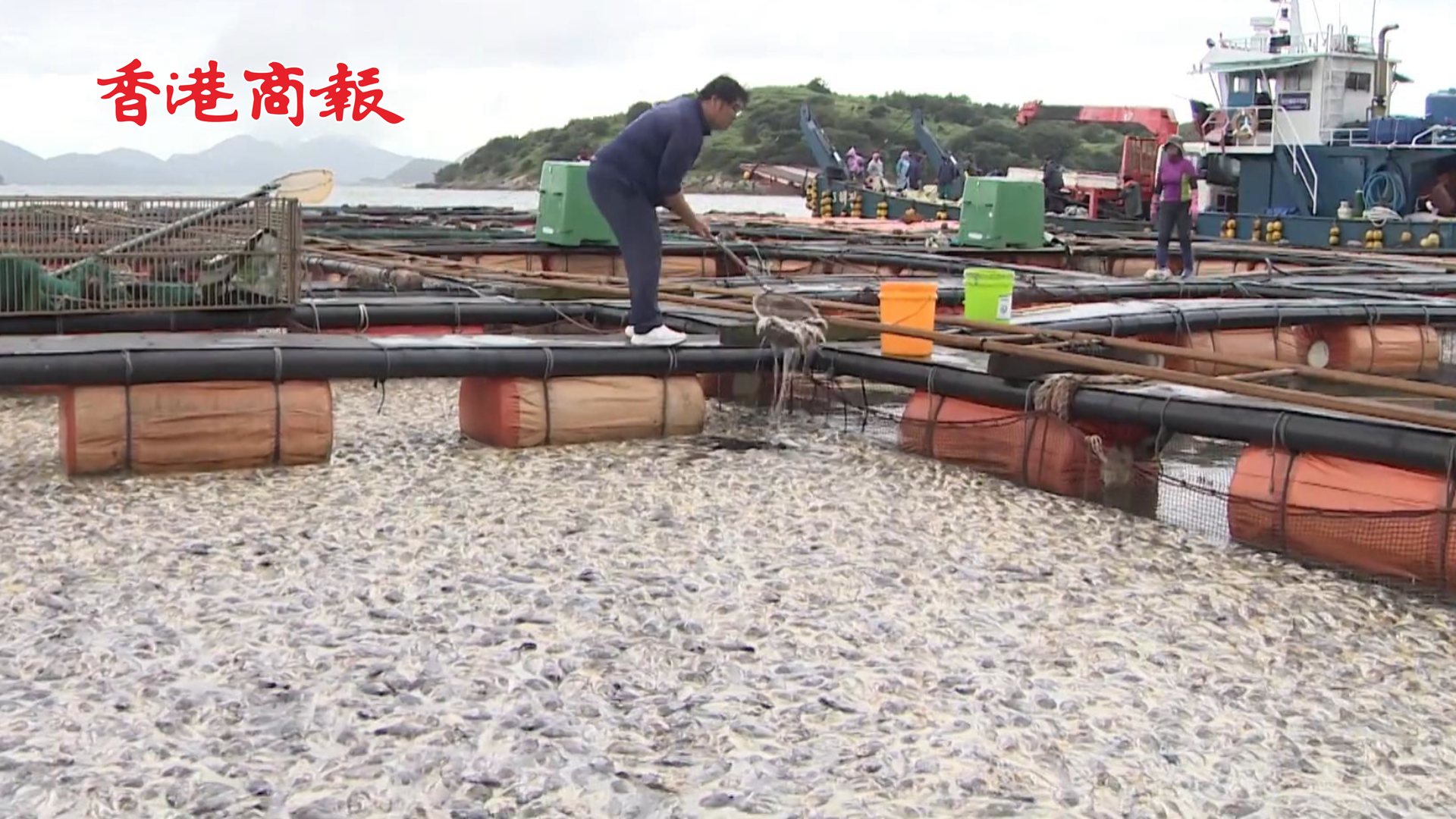 有片 | 銷路受阻水溫升高 韓國全羅南道麗水市超100萬條魚死亡
