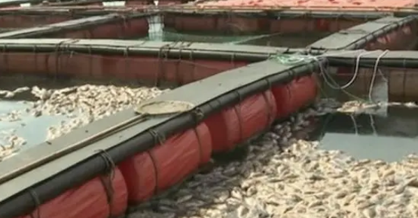 衝上熱搜！韓國石斑魚大量死亡