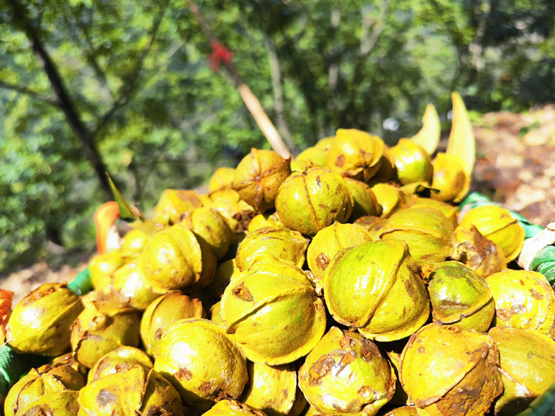 添彩「歙采繽紛」   皖杞梓里鎮英坑萬畝山核桃開杆