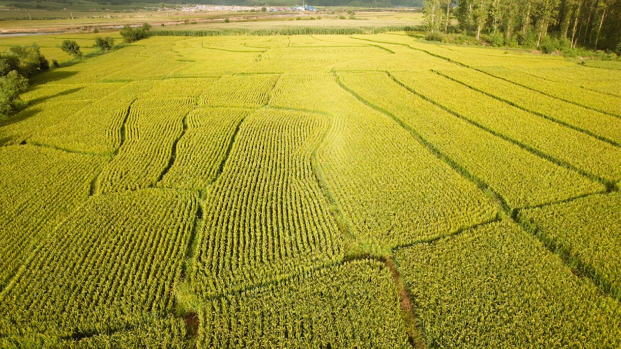 舒蘭市75萬畝水稻豐收在望