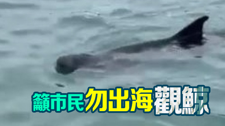 本港水域再現鯨蹤 專家促設500米「禁船區」
