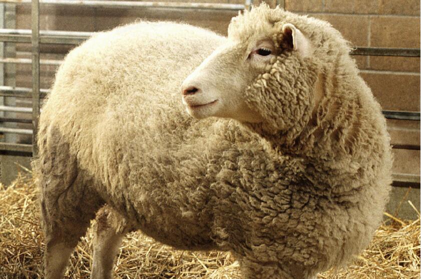 「克隆羊之父」伊恩·威爾穆特逝世