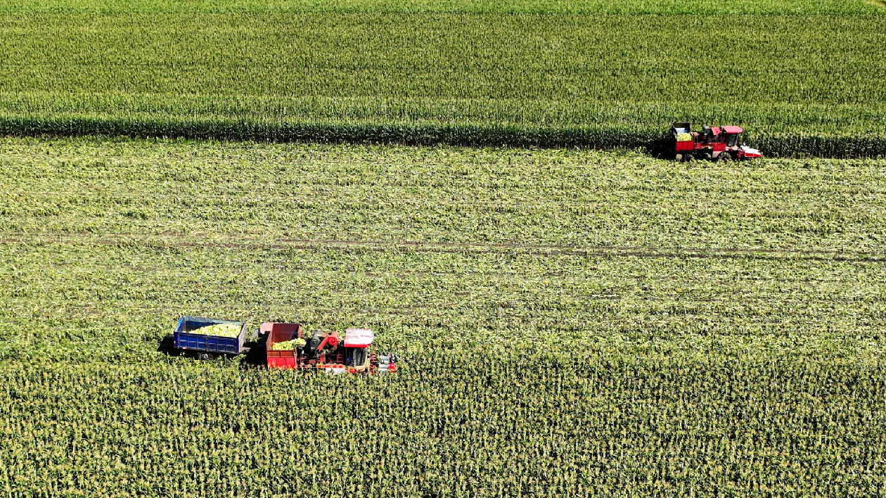 黑龍江海倫市鮮食玉米喜獲豐收 產量大幅增長