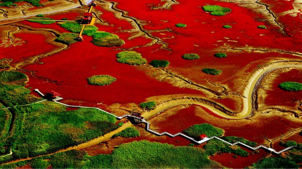 中外媒體看遼寧〡紅灘綠葦鶴舞蹁躚 盤錦展現濕地之美