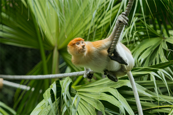 在廣州長隆超級猿猴節與多種猿猴共度奇妙時光