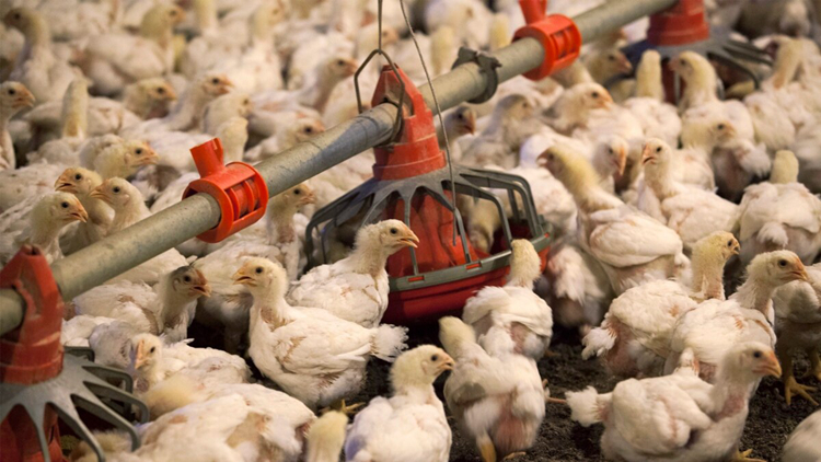 食安中心：暫停進口美國南達科他州Jerauld縣禽肉及禽類產品