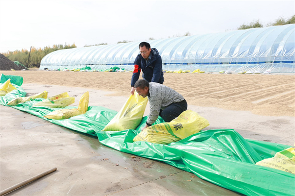 北大荒集團建三江分公司：「黨員110」服務隊助力秋收