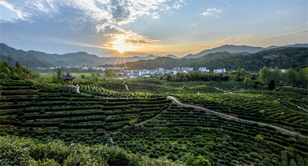 身臨「祁」境，領略中國茶界不一樣的「紅與黑」（上）