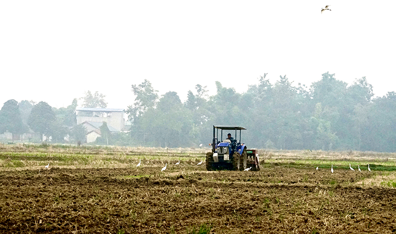 四川綿竹：保質保量 高效完成27萬畝冬小麥播種