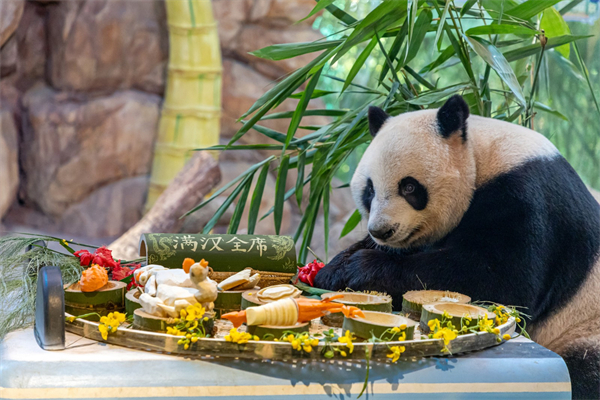 快樂老廣「熊貓」的美食故事 酷酷享用「滿漢全席」