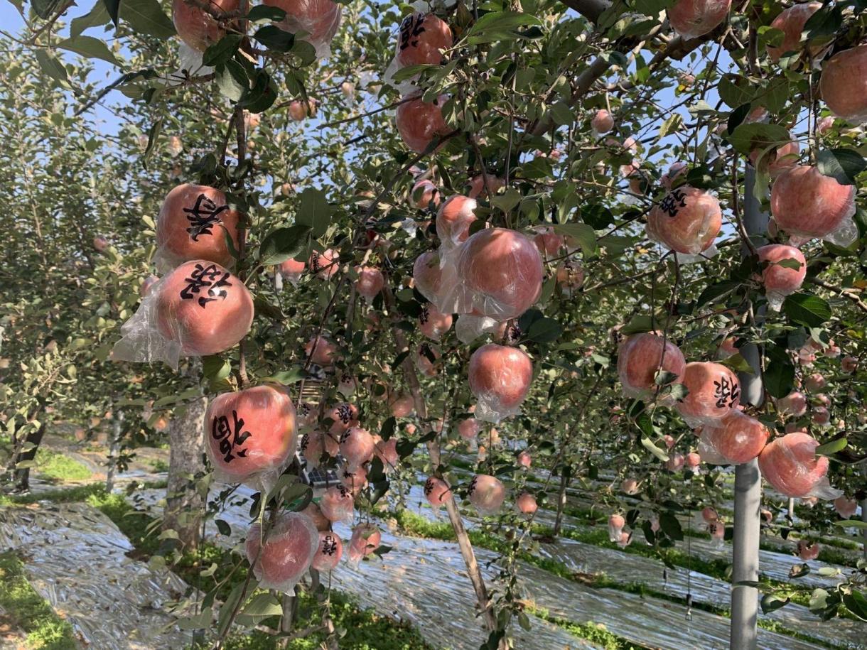 晶報帶你看山西｜全國蘋果種植面積最大縣 打造創新農業農村現代化「臨猗樣板」